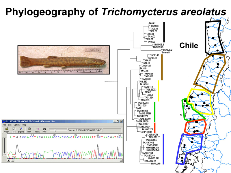 phylogeog