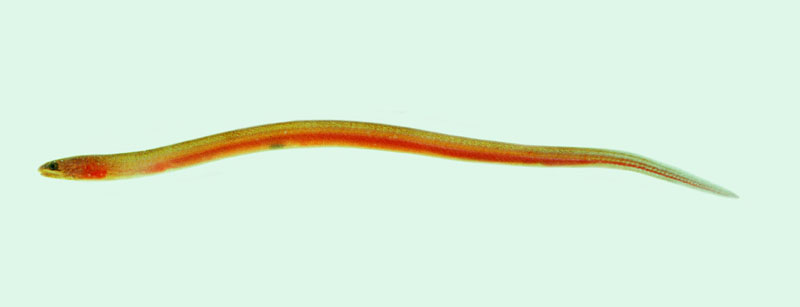 pu10eel