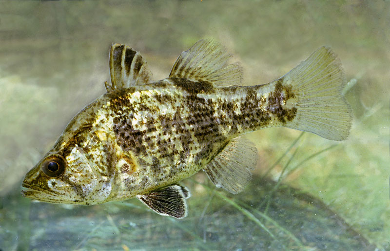 pu12glossamia