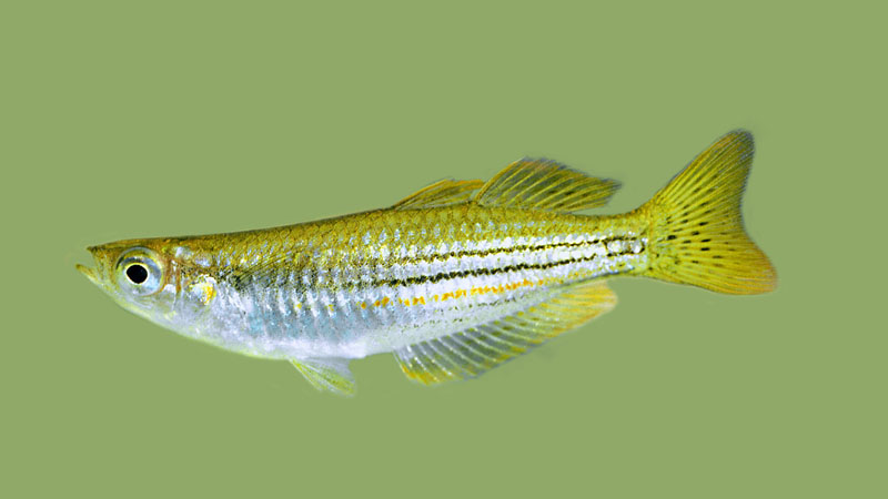 pu15exquis
