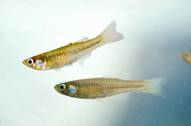 pu25tenellus