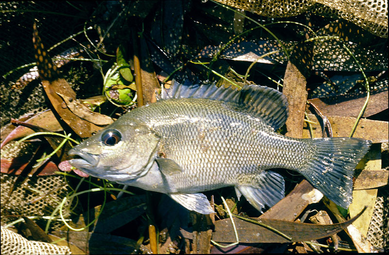 pu33grunter